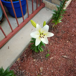 Meet your Posher, Mickey